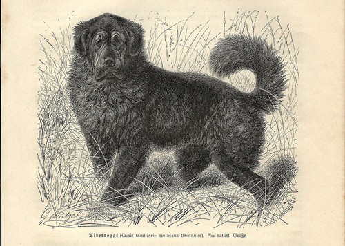 Stampa antica cane mastino - stampa,