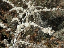 400 Semi Asparago Selvatico Varietà Sarda (Rara) Asparagus Albus +Piantina 