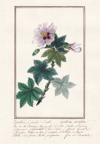 Lavatera acerifolia malva - lavatera,