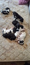 Cuccioli cane regalo - di,
