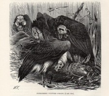 1894 Piccola Stampa Antica =