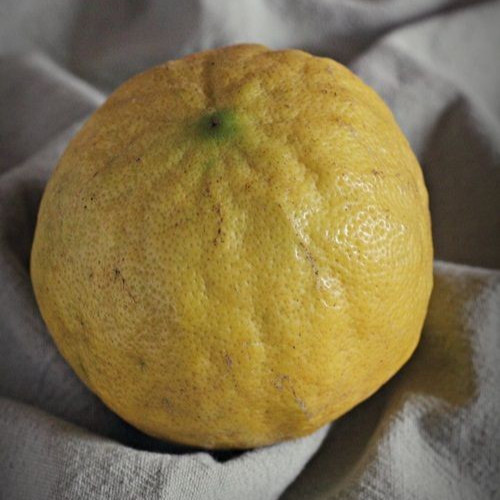 Semi arancio amaro 100 pz - di,