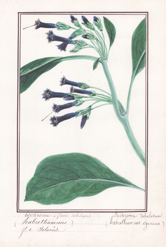Iochzoma tubulosum - iochzoma,
