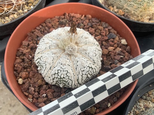 372 astrophytum asterias super - 372,
