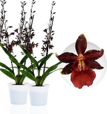 Piante di orchidee da interno