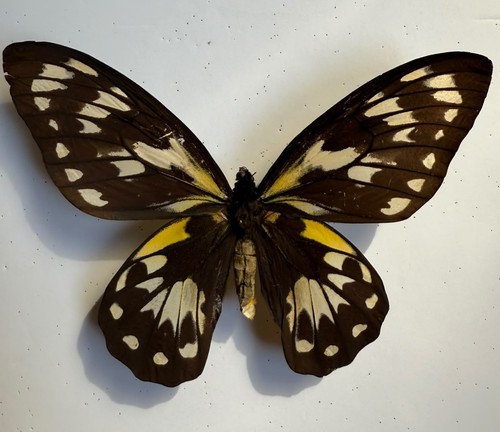 Mariposa ornithoptera - mariposa:,