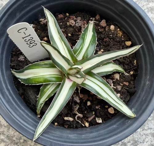 Rara pianta cactus agave - di,