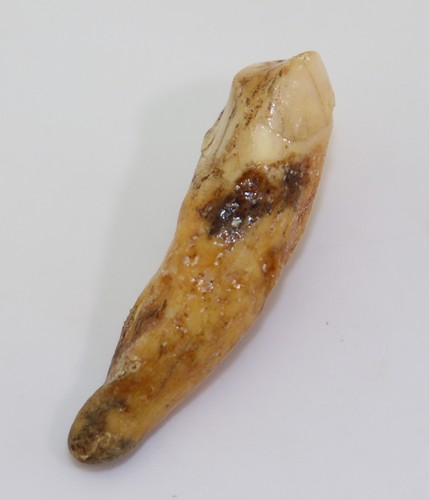 Orso delle caverne ursus - orso,