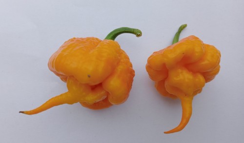 Carolina reaper giallo - carolina, giallo,
