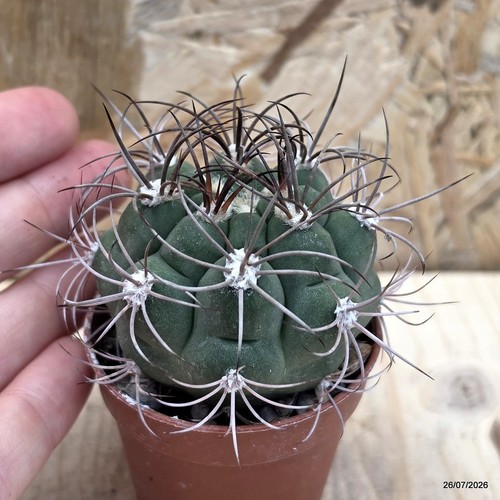 Gymnocalycium saglionis - , f