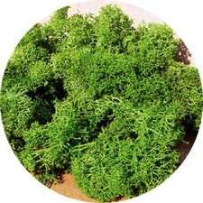 HEKI 3219 Confezione di