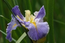Iris Louisiana  pianta   da laghetto