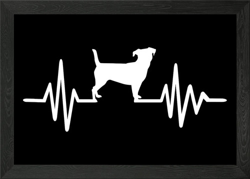Poster jack russell - jack,