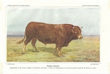 Stampa antica TORO razza