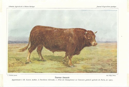 Stampa antica toro - stampa,