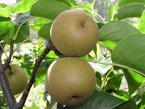Pianta nashi innestata - pianta, di