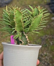 4-4,5 cm rara Euphorbia