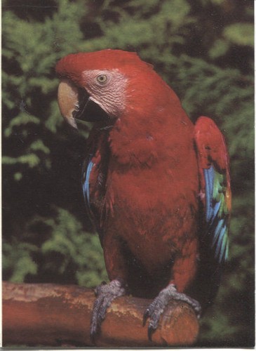 Cartolina epoca ara - d'epoca, rosso