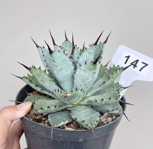Rare cacti agave - rare, x