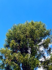 SEMI ARAUCARIA BIDWILLII - Pino Bunya