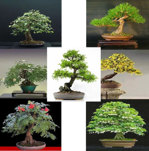 Collezione semi bonsai - semi,