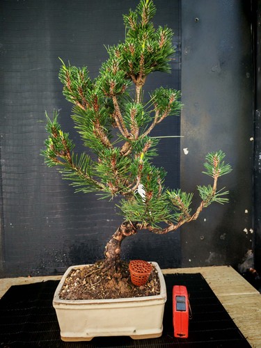 Bonsai pino nero - pino, tumbergii