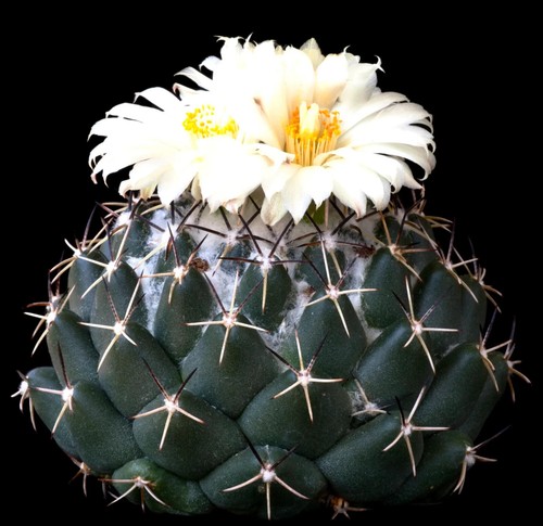 Semi cactus senza - cactus,