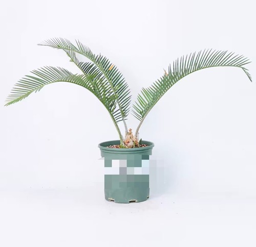 Vaso encephalartos - cm,