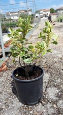 Ilex Aquifolium Argentea
