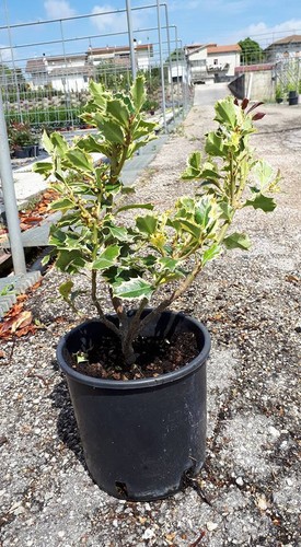 Ilex aquifolium argentea - ilex,