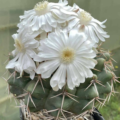 Discocactus nigriseatosus