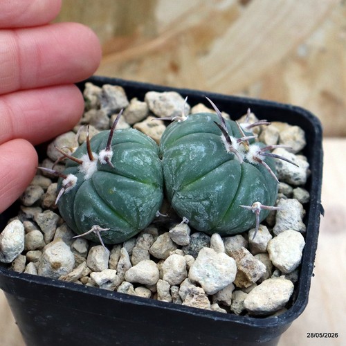 Echinocactus horizonthalonius