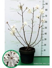 MAGNOLIA F.C STELLATA (in vaso