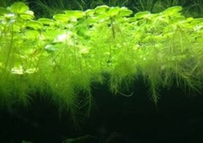 Pistia stratiotes piantine - stratiotes,