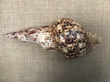 Conchiglia tropicale 10" ZEBRA