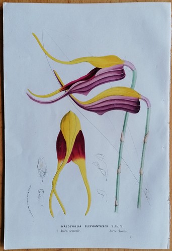 Van houtte flore - van,