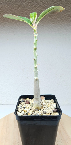 Adenium boehmianum - ,