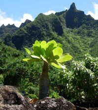 Brighamia insignis | Palma hawaiana | Cavolo su bastone - Palma hawaiana | Kohl am