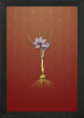 Quadro vintage crocus sativus - crocus,