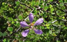 LIVE PLANT 3ft Bauhinia