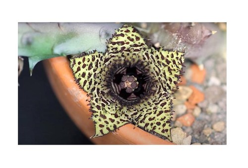 Piante grasse huernia - grasse,