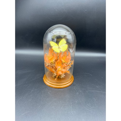 Cloche vetro con - cloche, base