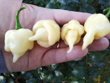 10 semi di peperoncino