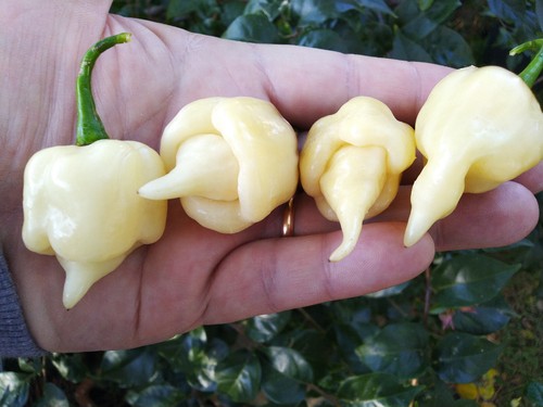 Semi peperoncino - semi, di