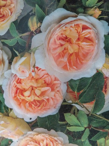 Pianta rosa arancio - , chiaro