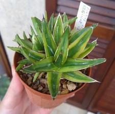 Agave victoria reginae f. variegata Pot 8 cm Cactus Piante Grasse 