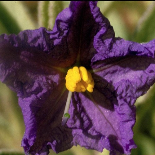 Wild potato bush - bush, ml