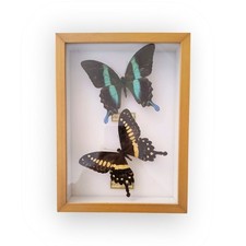 Teca Entomologica Farfalle Vere Papilio blumei & lormieri - Cornice Legno Vetro