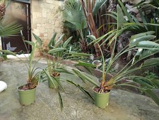 3 Piante Di Sterlitzia