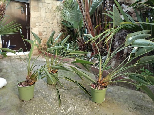Piante sterlitzia - 3, di